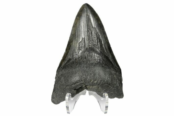 Serrated, Fossil Megalodon Tooth - South Carolina #168128